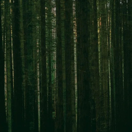 Evergreen- The Paper Kites