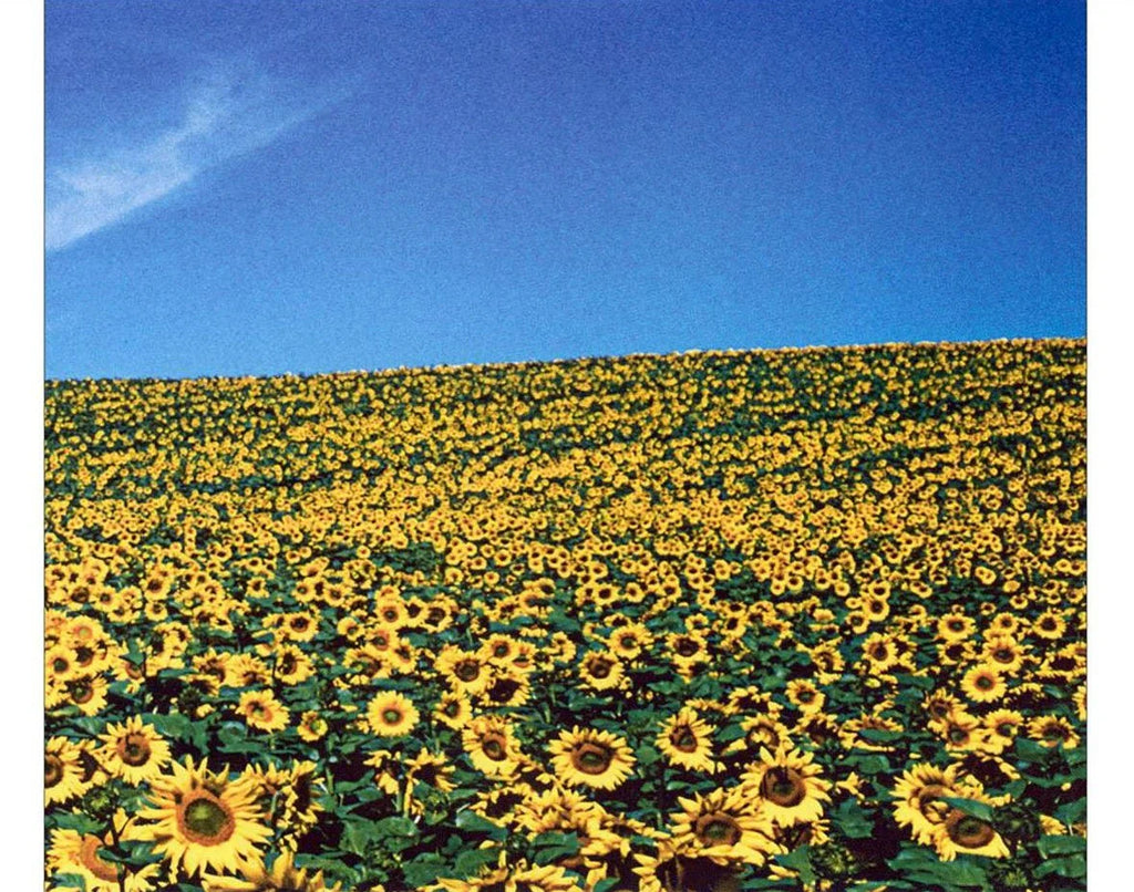Thank You- Stone Temple Pilots
